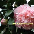 茶花