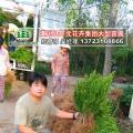 雀舌黄杨