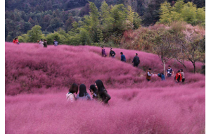 干货 | 一起去乡村“种草”