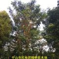 南洋楹