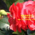 茶花  红星