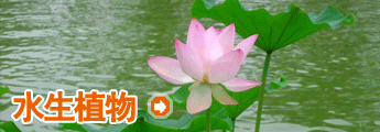 栏目介绍 -水生植物
