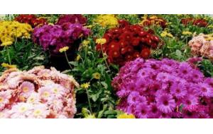 大雪冰冻致鲜花提价 银川鲜花市场行情看涨