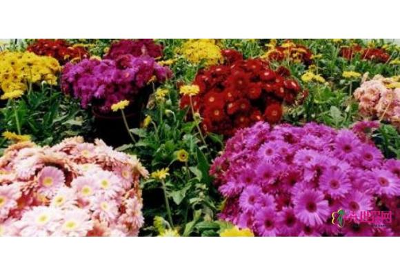 大雪冰冻致鲜花提价 银川鲜花市场行情看涨 大雪冰冻致鲜花提价 银川鲜花市场行情看涨