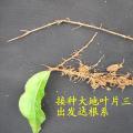 竹柳