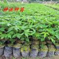 美丽异木棉