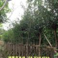 小叶榕