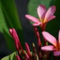 粉红鸡蛋花