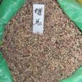 供应黄花槐种子,樱花种子,红枫种子,雪松种子,桂花种子,红叶石楠种子