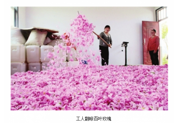 甘肃徽县积极发展高端花卉苗木产业