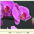 蝴蝶兰