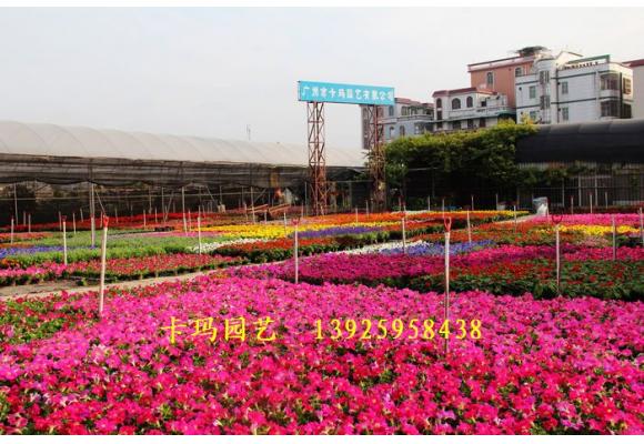 百亩产值1300万 芦苞农业嬗变
