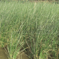 香根草