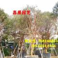 嘉宝果