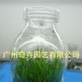 龙血树（顶级）
