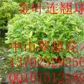 花叶假连翘