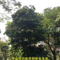 假苹婆