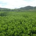 非洲茉莉