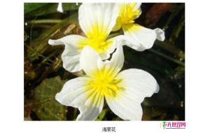 云南洱源：种植水生植物海菜花实现环保经济双赢