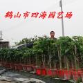 绿宝树