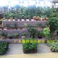 花卉租摆