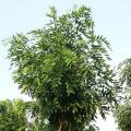 黄花腊肠树