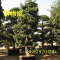 罗汉松