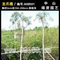 龙爪槐