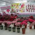 杜鹃花（上海世博会展览）
