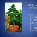 台湾罗汉松
