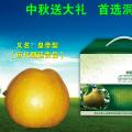洞冠梨