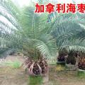 加拿利海枣