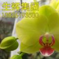 蝴蝶兰