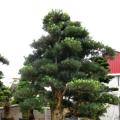 造型日本罗汉松
