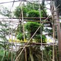 造型榕树