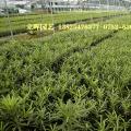 台湾罗汉松