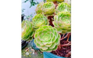 植物认知 | 为什么要千百遍的强调浇水问题？
