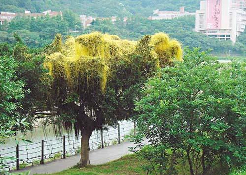 “植物杀手”日本菟丝子入侵台北市 缠死树木