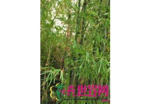 拐棍竹