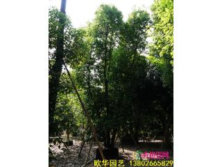 多杆香樟