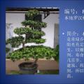 罗汉松