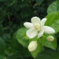 茉莉花