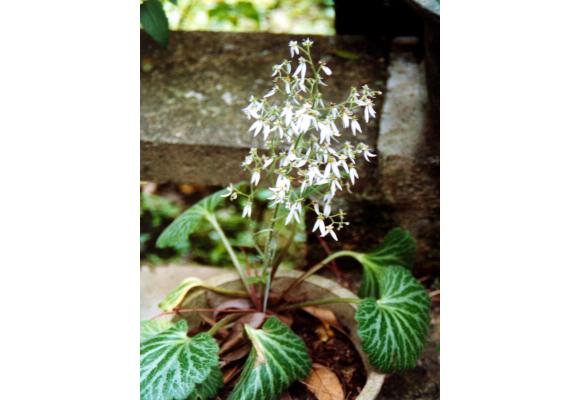 虎耳草