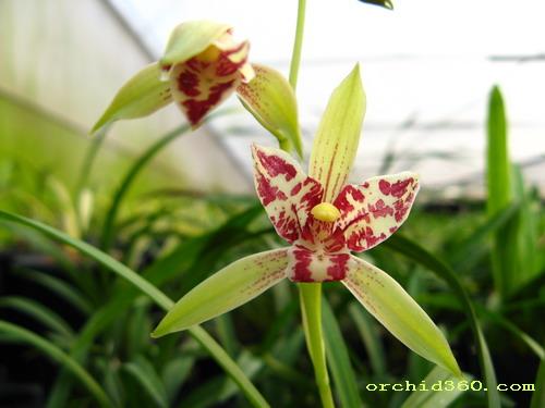 兰花组培技术转让