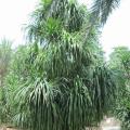 龙血树