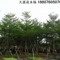 小叶榄仁