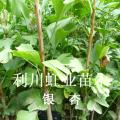银杏