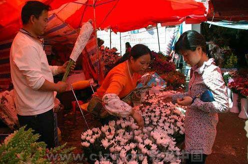 清明昆明花市菊花降价 百合略涨