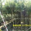 黄花风铃木