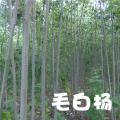 毛白杨